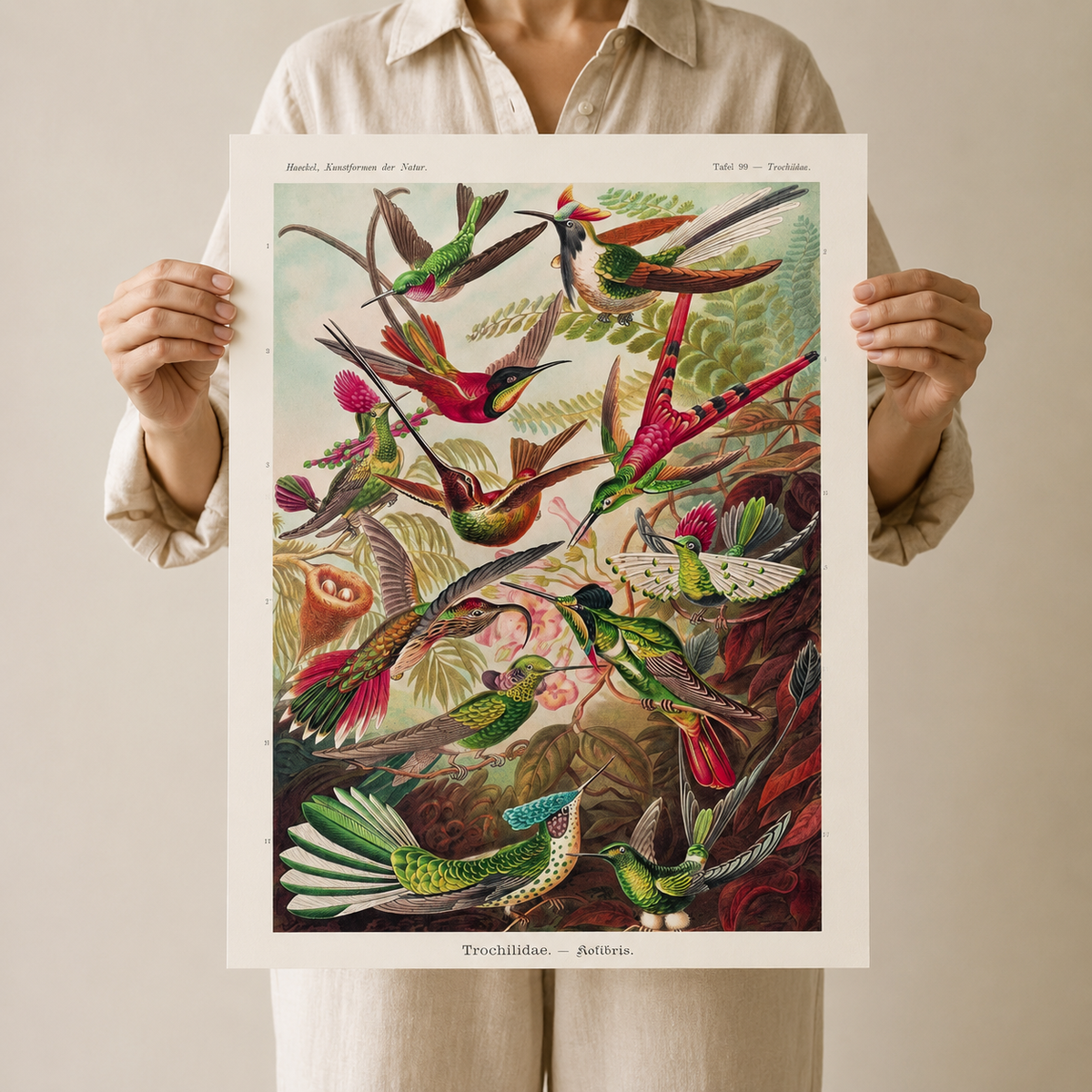 Hummingbirds in Flight — A Vintage Natural History Print
