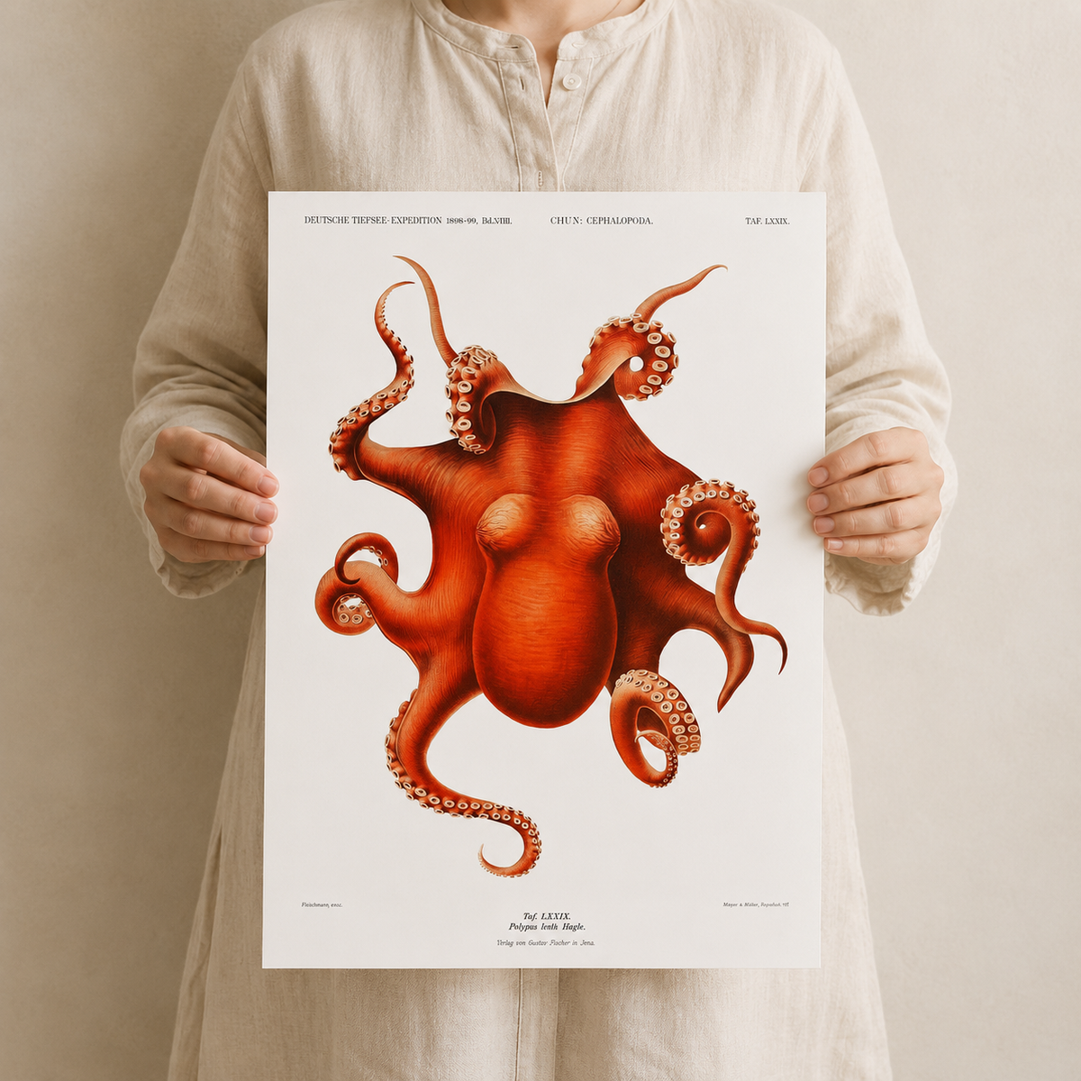 The Red Octopus — A Vintage Natural History Print
