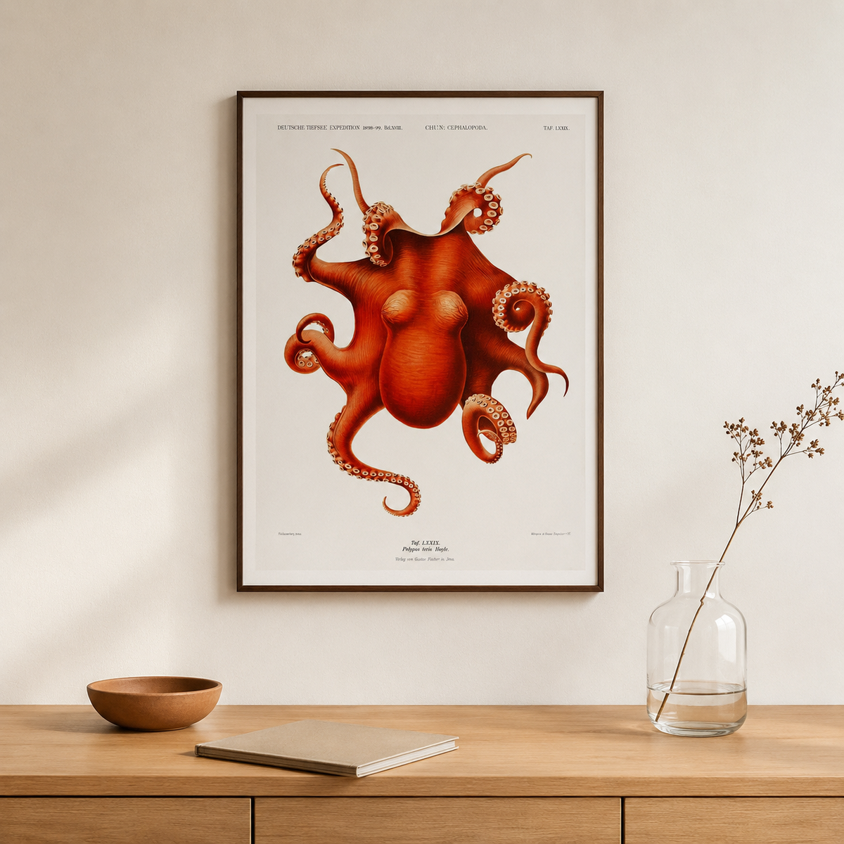 The Red Octopus — A Vintage Natural History Print