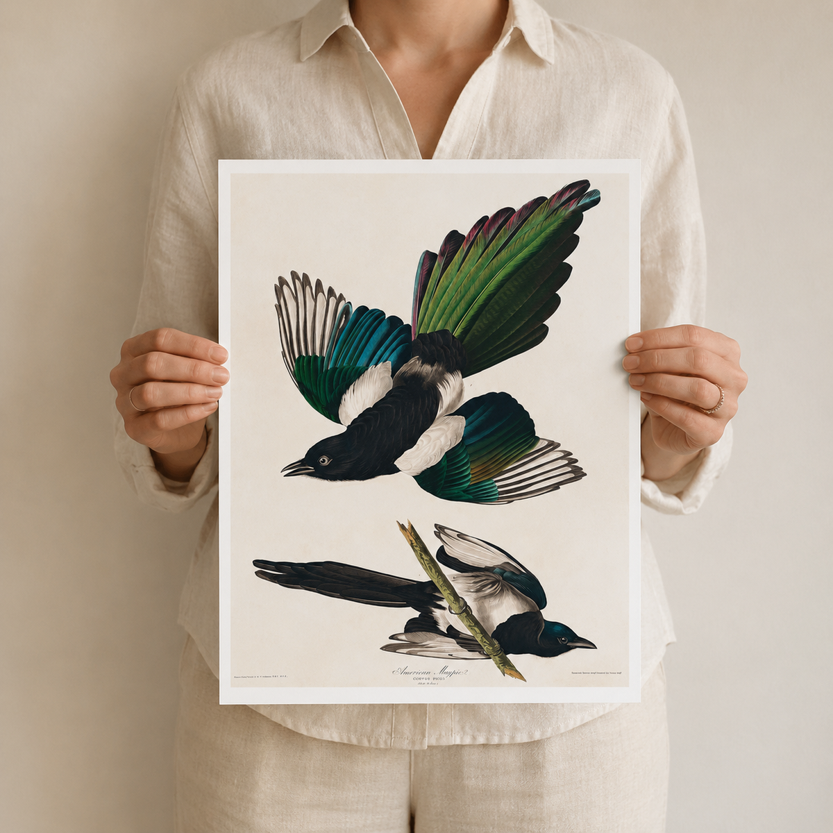 The American Magpie — After Audubon
