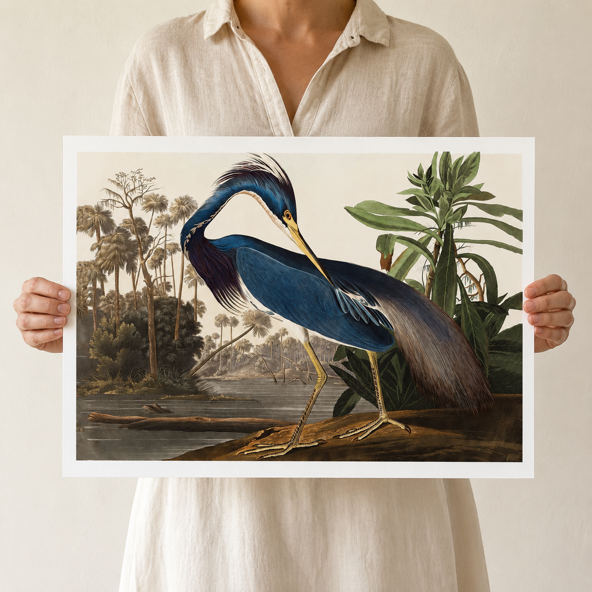 The Louisiana Heron — After Audubon