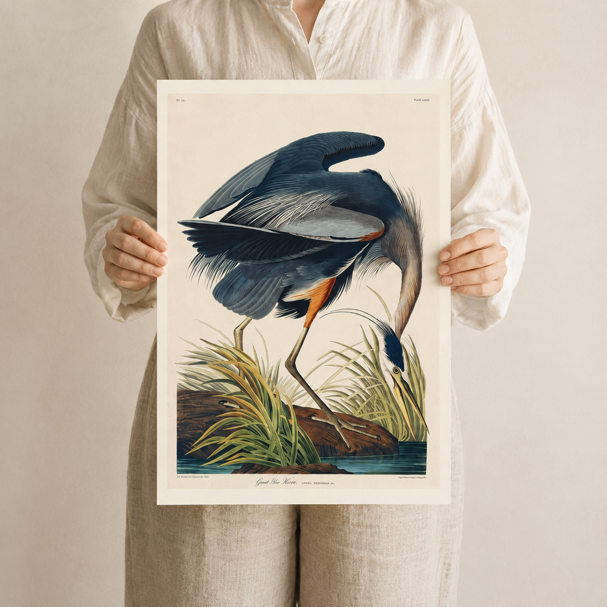 The Great Blue Heron — After Audubon