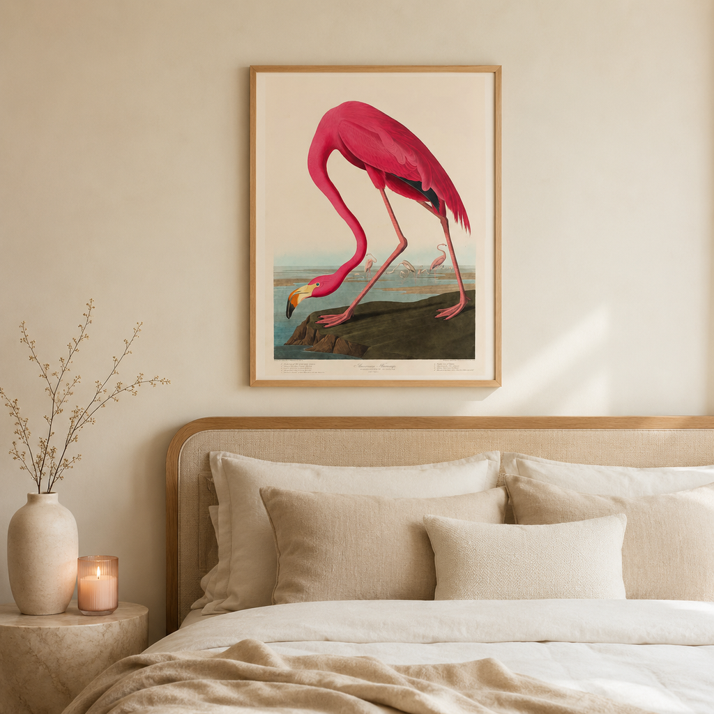 The American Flamingo — After Audubon