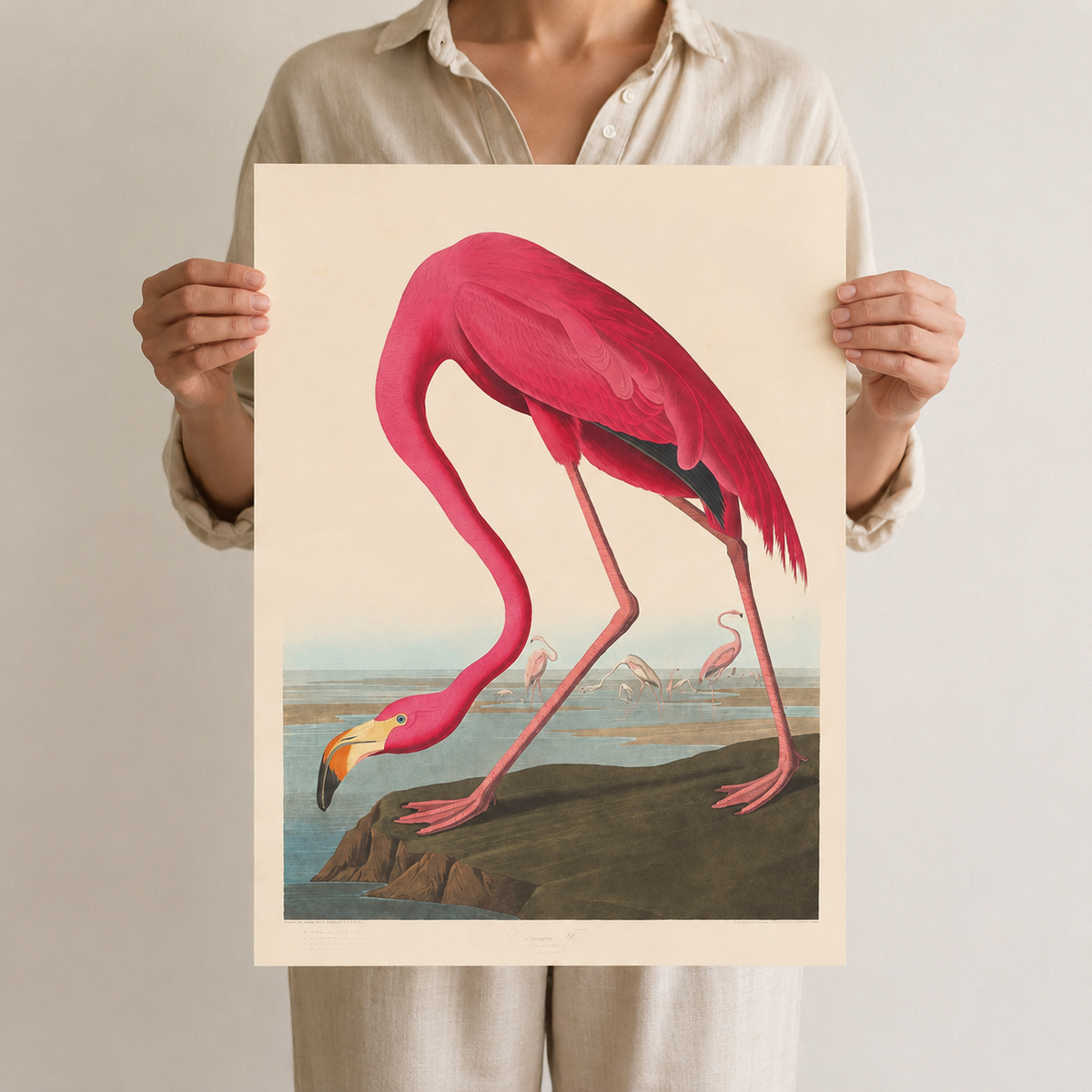 The American Flamingo — After Audubon