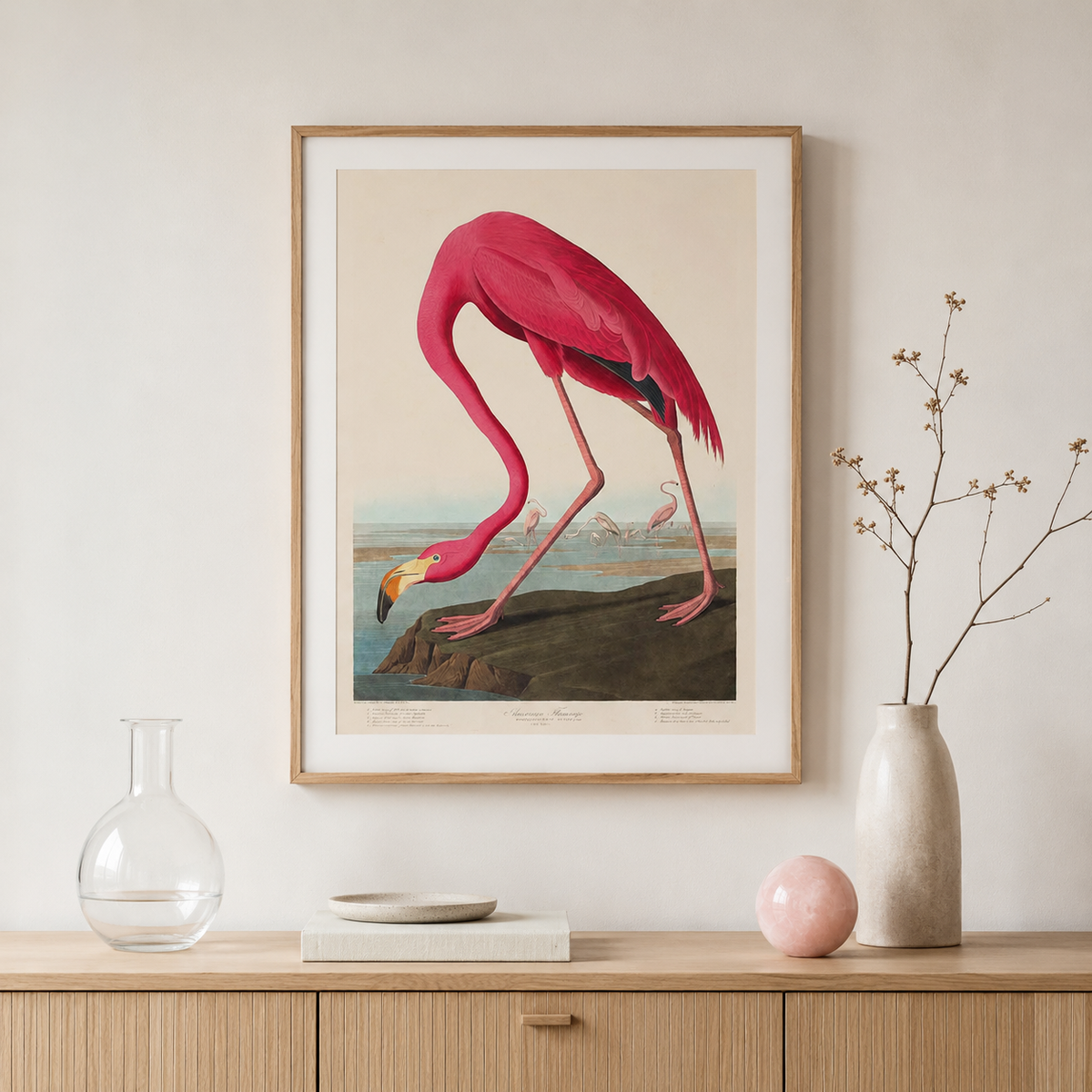 The American Flamingo — After Audubon