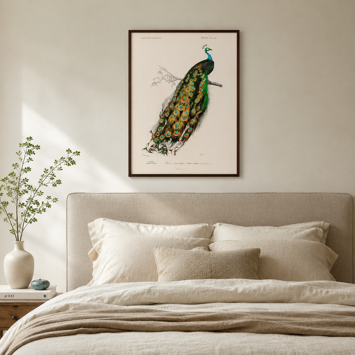 The Peacock — A Vintage Natural History Portrait
