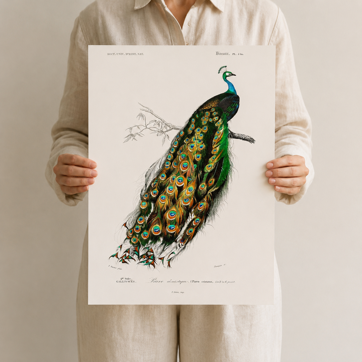 The Peacock — A Vintage Natural History Portrait